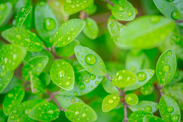Grünes Blatt mit Wassertropfen. Schönes grünes Blatt mit Wassertropfen - Foto, Bild