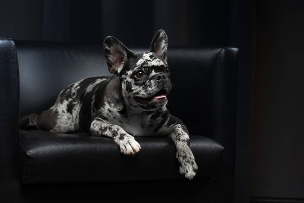 french bulldog in the interior. Puppy of rare marble color. Pet in the office on a chair - Fotoğraf, Görsel