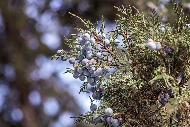 Thuja tree branch with blue berries in a relic forest. - Photo, Image