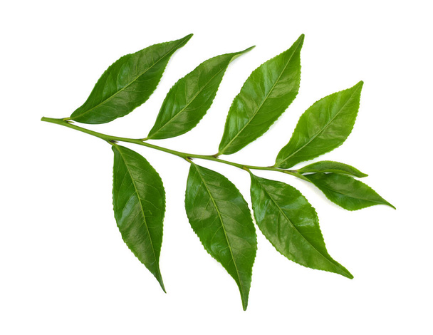 Feuilles de thé vert frais (Camellia sinensis) isolées sur fond blanc - Photo, image