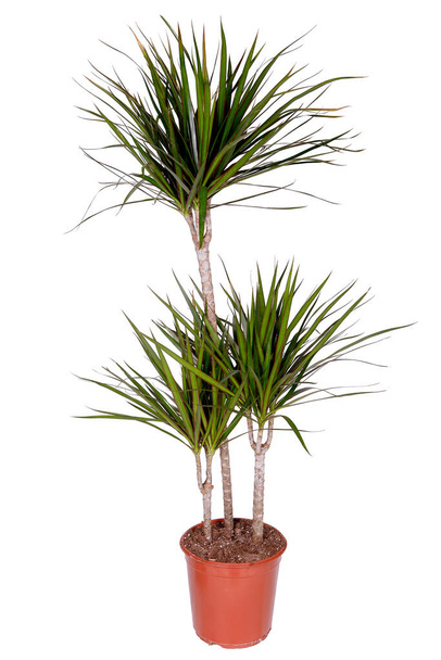 Tall dracaena in a pot on a white isolated background. - Photo, Image