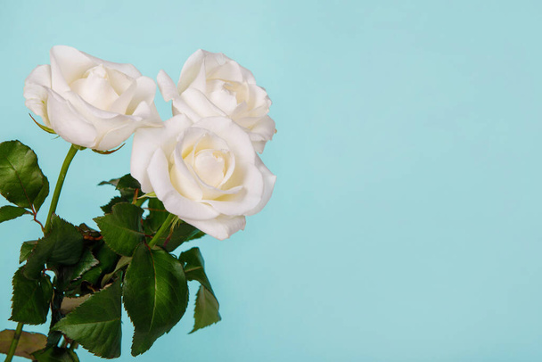 White rose on a turquoise, mint, light green background. Copy space. For web design, postcard, banner. Valentine's Day, wedding, birthday, International Women's Day March 8, Mother's Day. - Foto, Imagem