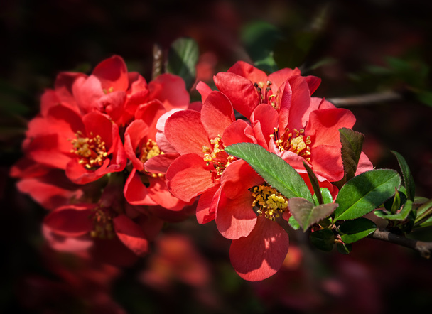 coing à fleurs rouges
 - Photo, image
