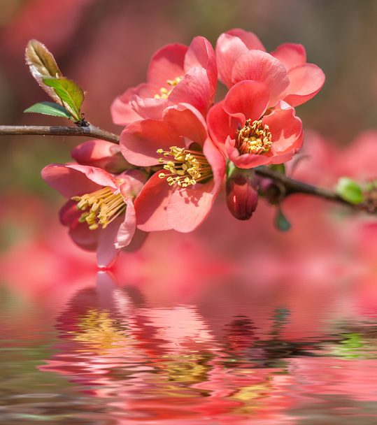 marmelo de floração vermelho
 - Foto, Imagem