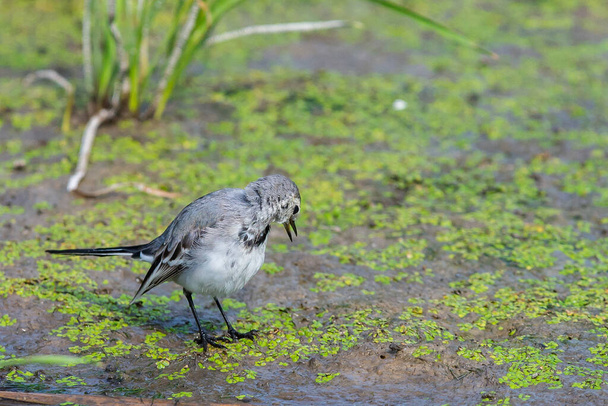 White Wagtail or Motacilla alba. Wagtails is a genus of songbirds. Wagtail is one of the most useful birds. It kills mosquitoes and flies, which deftly chases in the air. - Photo, Image