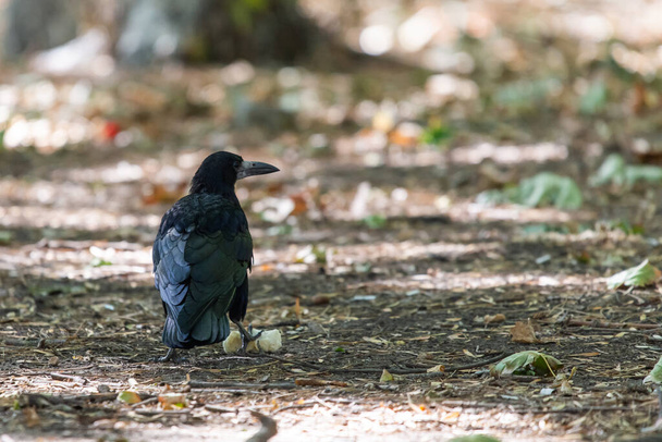 Rook bird or Corvus frugilegus on a ground. - Fotografie, Obrázek