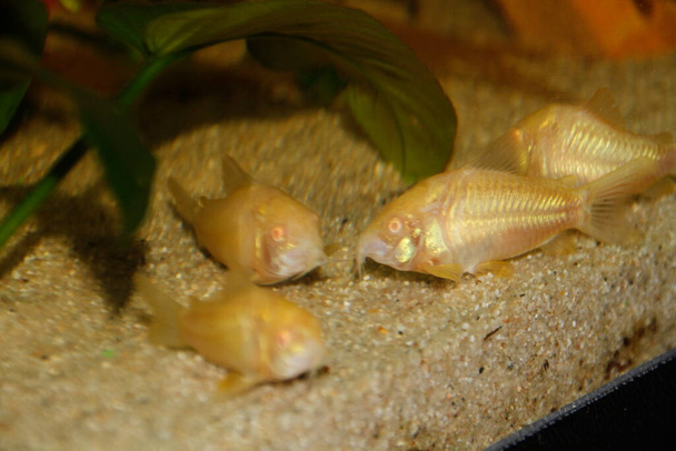 красива альбінокори коридори бронзова прісноводна риба в акваріумі. Високоякісна фотографія
 - Фото, зображення