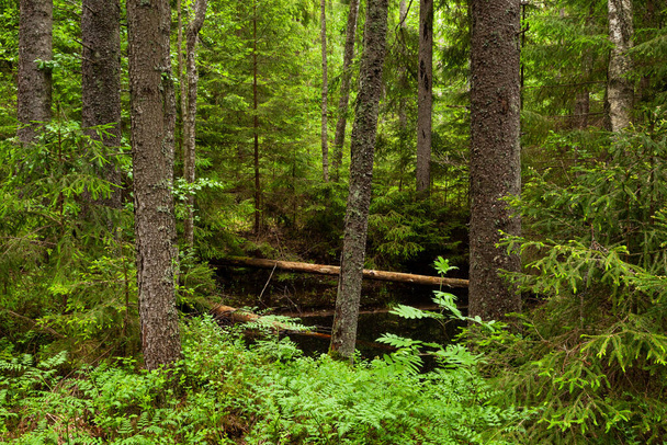 Bosque boreal verde y exuberante de crecimiento antiguo con mucha madera muerta en Estonia, norte de Europa. - Foto, imagen