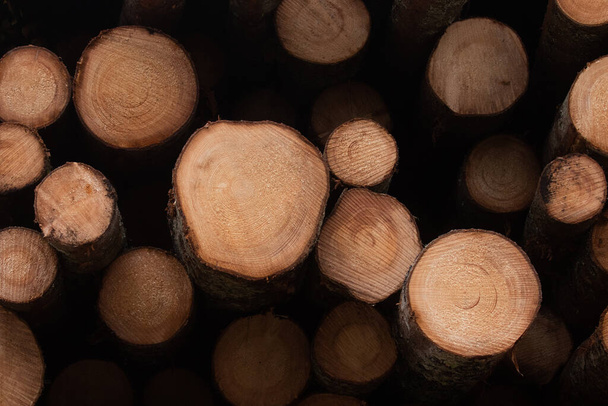Legname di abete rosso tagliato da poco e accatastato come materia prima per l'industria del legno in Estonia. - Foto, immagini
