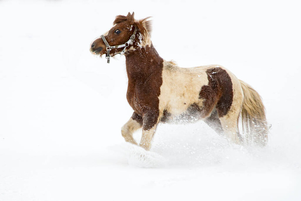 spotted horse galloping through the snow - Photo, Image