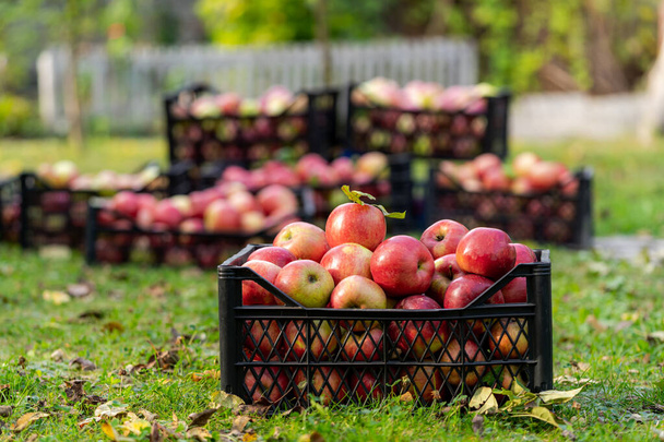 Apple harvest. Juicy, ripe, freshly picked apples in large boxes. Farm orchard. Autumn sunny day. Agriculture. - Photo, image