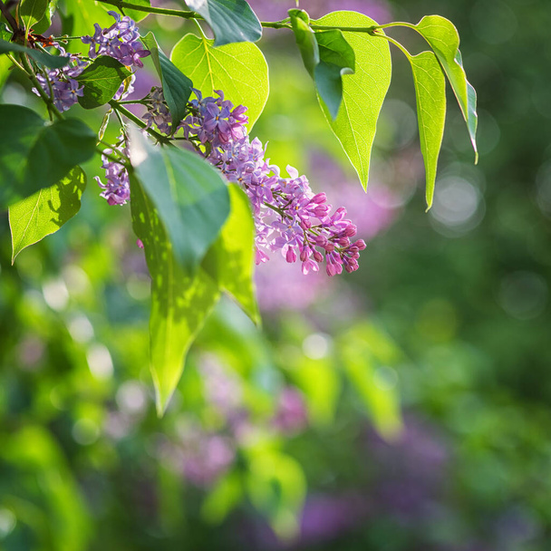 Fondo floral natural, florecimiento de lila con hermosas flores violetas en el jardín de primavera. Macro imagen con espacio de copia adecuado para el papel pintado, cubierta o tarjeta de felicitación - Foto, Imagen