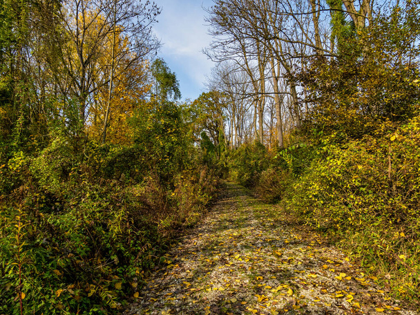 ミュンヘンのアイザル川沿いの森の秋の雰囲気、ドイツのバイエルン、ヨーロッパ - 写真・画像