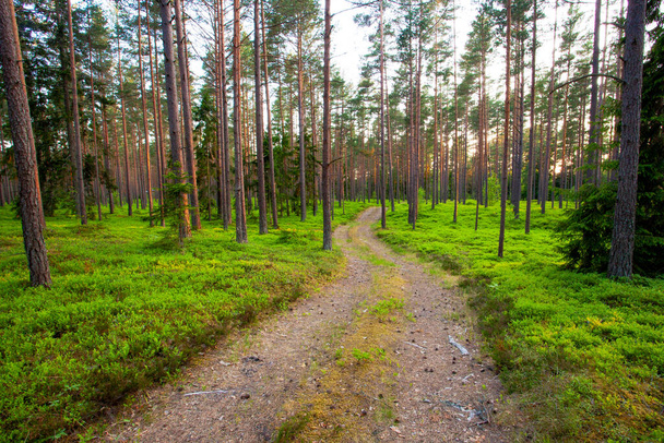 Un pequeño camino de tierra que conduce a través de un hermoso pinar de coníferas veraniegas en el bosque boreal de Estonia. - Foto, imagen