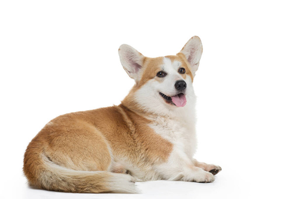 dog welsh corgi on a white background with an open mouth.  - Zdjęcie, obraz