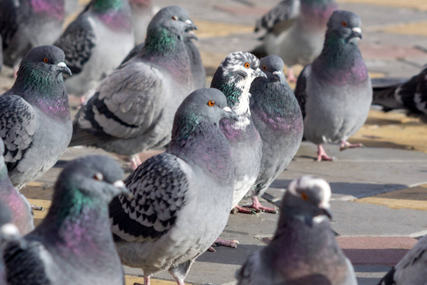 Spousta šedých holubů před nástupem zimy v městském parku. Selektivní zaměření. - Fotografie, Obrázek