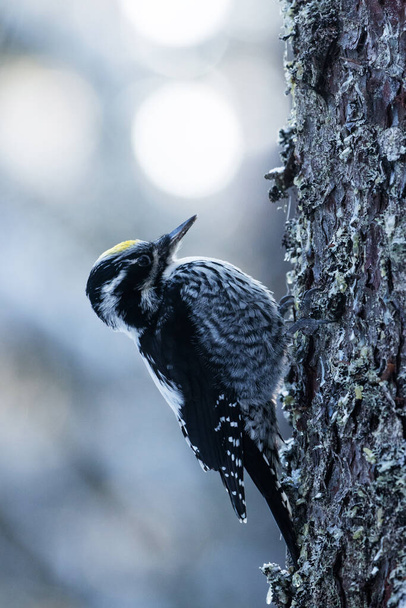 Male Eurasian three-toed woodpecker, Picoides tridactylus on a tree in an old-growth boreal forest of Estonia, Northern Europe. - Photo, Image