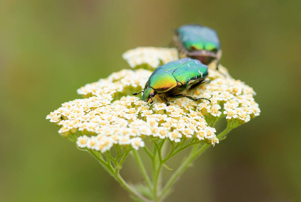 Rose Chafer beetle - Cetonia aurata, beautiful metallic beetle from European meadows, Stramberk, Czech Republic. - Photo, Image