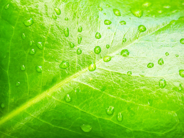 Zelené listy pozadí s kapkami vody, close-up. - Fotografie, Obrázek