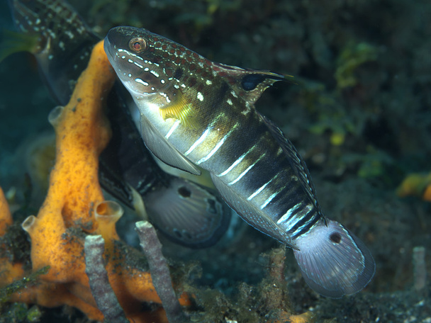 Banded goby - Photo, Image