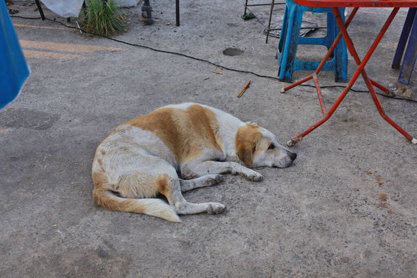 abandonado cão na rua no fundo - Foto, Imagem