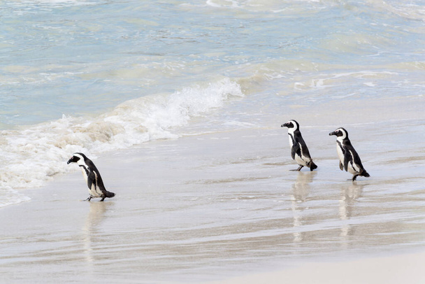Három afrikai pingvin, szamár pingvin, fekete lábú pingvin (Spheniscus demersus), séta a tengerparton az óceánba, Boulder strand, Dél-Afrika - Fotó, kép