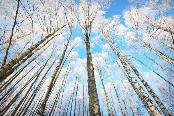 Niski kąt widzenia lasu brzozowego po zamieci śnieżnej, pnie drzew zbliżenie. Przymrozek na gałęziach. Czyste błękitne niebo. Ciepłe światło słoneczne. Łotwa - Zdjęcie, obraz