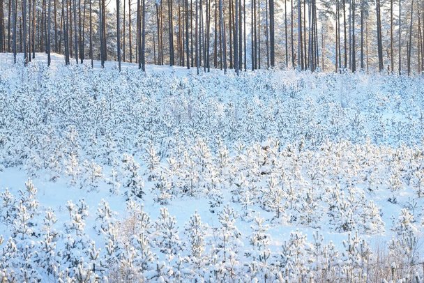 Małe młode jodły po zamieci śnieżnej, zbliżenie. Wylesianie w północnym lesie sosnowym. Zimowy naturalny wzór. Ochrona środowiska w Finlandii - Zdjęcie, obraz