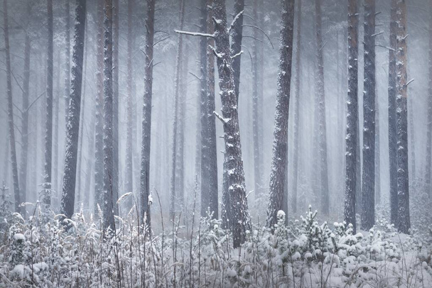 Ośnieżony las sosnowy w śnieżycy. Potężne wiecznie zielone drzewa z bliska. Ciemny krajobraz atmosferyczny. Idylliczna scena wiejska. Zimowa kraina cudów. Panoramiczne krajobrazy. Czysta przyroda, zmiana klimatu, pora roku - Zdjęcie, obraz