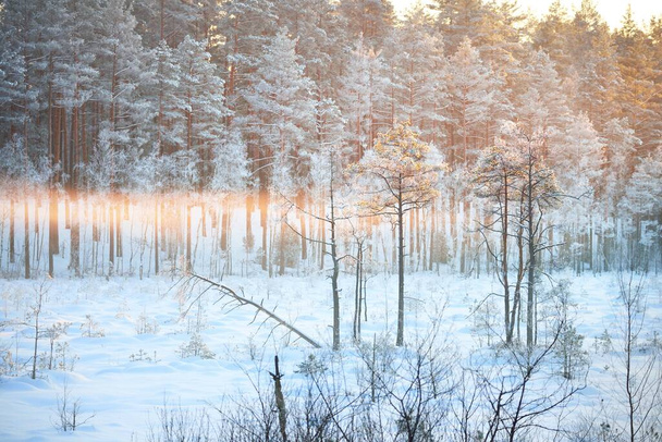 Juniper, świerk i sosny o zachodzie słońca. Las iglasty we mgle po zamieci. Złote światło słoneczne świecące przez pnie drzew. Zimowa kraina cudów. Finlandia - Zdjęcie, obraz