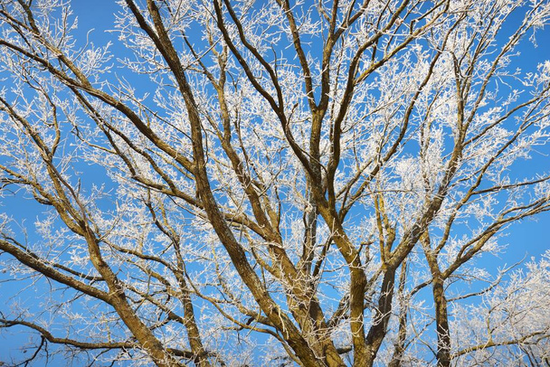 Vue en angle bas des grands arbres à feuilles caduques après un blizzard, troncs d'arbres gros plan. Froid sur les branches. Ciel bleu clair. Lumière du soleil chaude. Lettonie - Photo, image