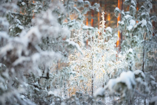 日没、クローズアップでスプルースの木のフレームで雪に覆われたジュニパー。吹雪の後の針葉樹林。太陽は木の幹を通して輝く光線。冬の不思議の国。フィンランド - 写真・画像