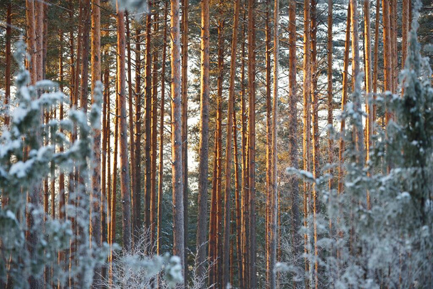 La pared de pinos, abetos, enebros y abedules en un bosque de coníferas al atardecer. Luz dorada del sol de la noche brillando a través de los troncos de los árboles. País de las maravillas. Finlandia - Foto, Imagen