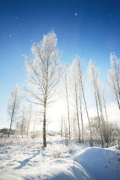Brzozy na pokrytym śniegiem wzgórzu po zamieci. Spadające płatki śniegu, poranne światło słoneczne przez pnie drzew. Czyste błękitne niebo. Zimowa kraina cudów. Idylliczna zimowa scena. Finlandia - Zdjęcie, obraz
