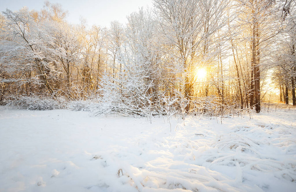 Atmospheric landscape of snow-covered forest at sunset. Pure sunlight. Hoarfrost on branches. Winter wonderland. Seasons, ecology, global warming, ecotourism, christmas vacations, graphic resources - Photo, Image