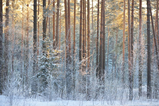 日没時に針葉樹林の松、トウヒ、ジュニパーと白樺の木の壁。木の幹を通して輝く黄金の夜の日差し。冬の不思議の国。フィンランド - 写真・画像
