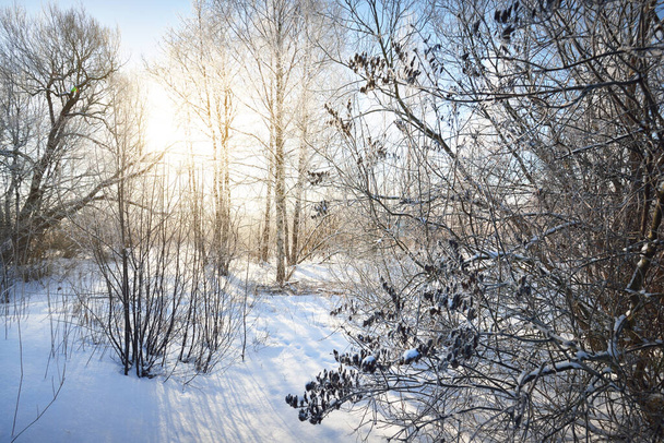 Brzoza i inne drzewa liściaste na pokrytym śniegiem wzgórzu po zamieci. Płatki śniegu, poranne światło słoneczne przez pnie drzew. Czyste błękitne niebo. Zimowa kraina cudów. Idylliczna zimowa scena. Finlandia - Zdjęcie, obraz