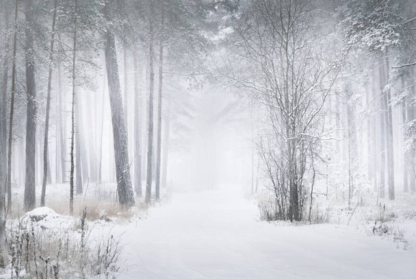 Un camino a través del bosque de pinos cubierto de nieve en una ventisca. Poderosos árboles siempreverdes de cerca. Paisaje atmosférico. Escena rural idílica. País de las maravillas. Naturaleza pura, cambio climático, estaciones - Foto, Imagen