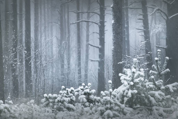 Bosque de pinos cubierto de nieve en una ventisca. Poderosos árboles siempreverdes de cerca. Paisaje atmosférico oscuro. Escena rural idílica. País de las maravillas. Paisajes panorámicos. Naturaleza pura, cambio climático, estación - Foto, Imagen
