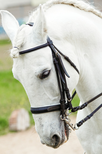 白いアンダルシア馬 - 写真・画像