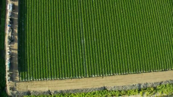 Vista aerea aerea Oxnard agricoltura campi agricoli California - Filmati, video