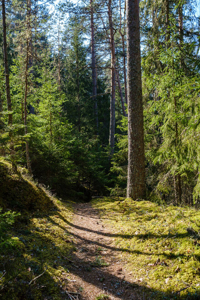 rozległe drogi leśne ze śladami opon ciągnika i zieloną przyrodą wokół - Zdjęcie, obraz