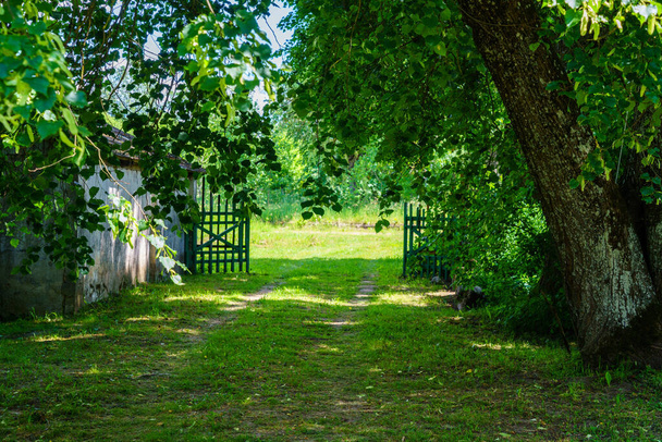 зеленый летний сад сцена в сельской местности с травой, деревья и солнце с цветами - Фото, изображение
