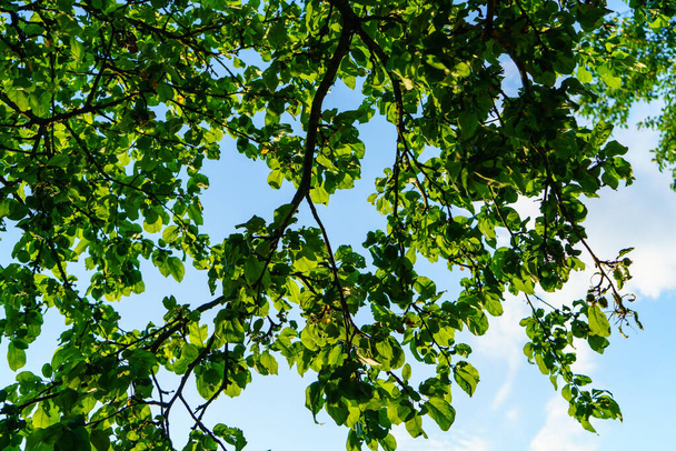свежая зеленая летняя листва абстрактная после дождя с влажными листьями - Фото, изображение