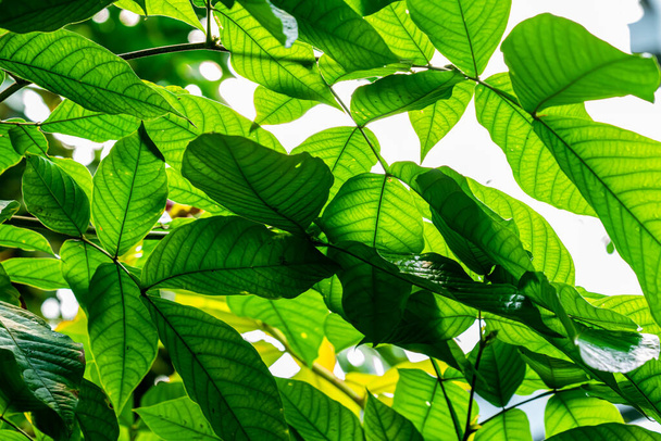 Mirando hacia arriba en el denso dosel verde de hojas y ramas en una antigua selva tropical. .. Foto de alta calidad - Foto, Imagen