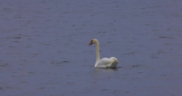 Білі лебеді плавають у повільному русі в озері з спокійною водою - Кадри, відео