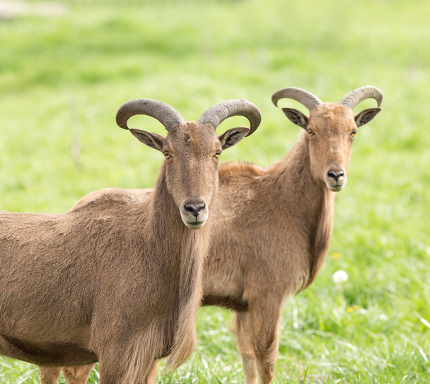 Барбарийские овцы
 - Фото, изображение