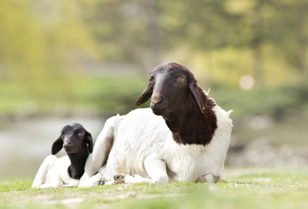 σπυράκι Περσικά πρόβατα - Φωτογραφία, εικόνα