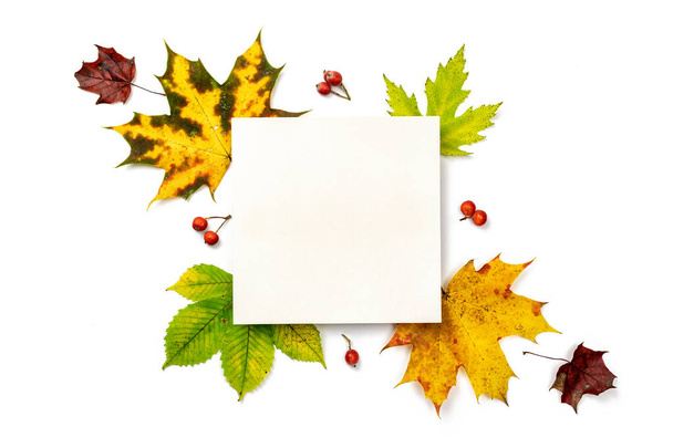 Płaska jesień. Ramka wykonana z zielonych, żółtych suszonych liści, czerwona jagoda odizolowana na białym tle na kartkę okolicznościową. Jesień, jesień koncepcja - Zdjęcie, obraz