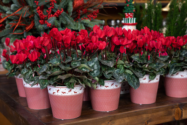 Variety of potted red cyclamen persicum flowers at the greek garden shop in December. - Photo, Image